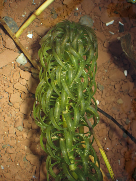 Pflanzenbild gross Schmalrohr - Lagarosiphon major