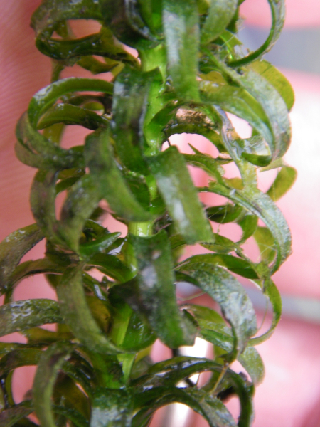 Pflanzenbild gross Schmalrohr - Lagarosiphon major