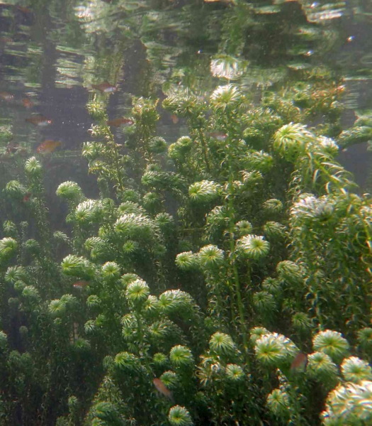 Pflanzenbild gross Schmalrohr - Lagarosiphon major