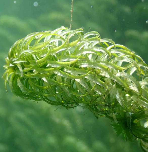Pflanzenbild gross Schmalrohr - Lagarosiphon major