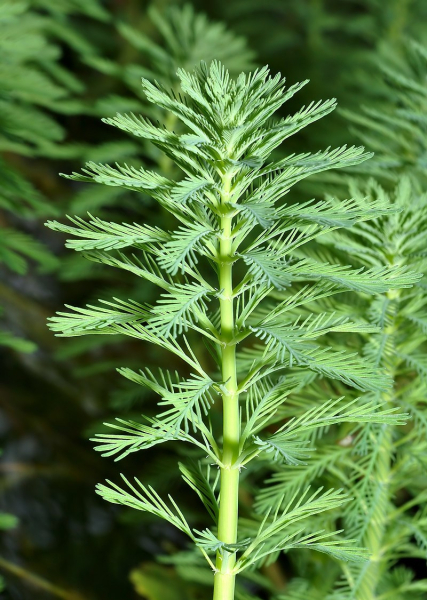 Pflanzenbild gross Brasilianisches Tausendblatt - Myriophyllum aquaticum