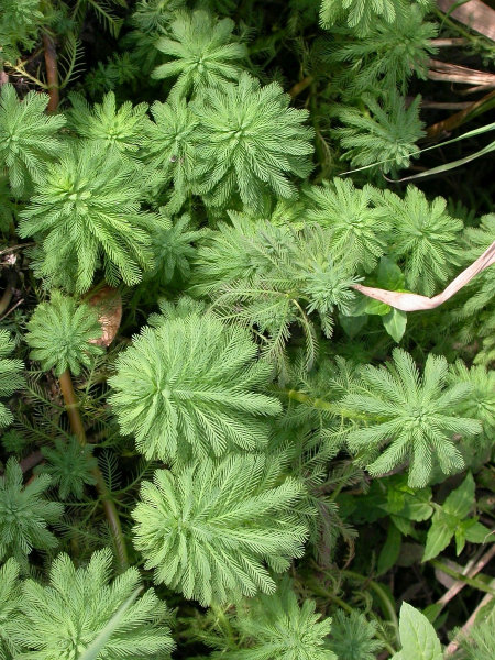 Pflanzenbild gross Brasilianisches Tausendblatt - Myriophyllum aquaticum