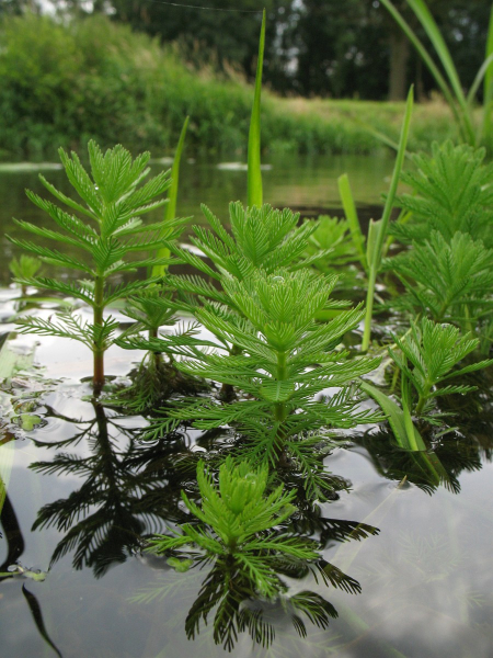Pflanzenbild gross Brasilianisches Tausendblatt - Myriophyllum aquaticum