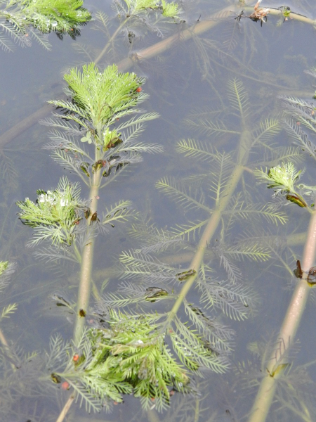 Pflanzenbild gross Brasilianisches Tausendblatt - Myriophyllum aquaticum