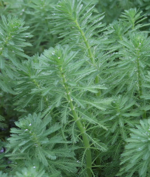 Pflanzenbild gross Brasilianisches Tausendblatt - Myriophyllum aquaticum