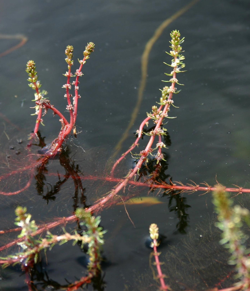 Pflanzenbild gross Verschiedenblättriges Tausendblatt - Myriophyllum heterophyllum