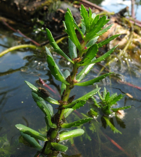Pflanzenbild gross Verschiedenblättriges Tausendblatt - Myriophyllum heterophyllum