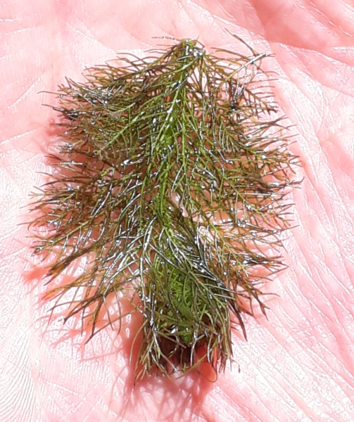 Pflanzenbild gross Verschiedenblättriges Tausendblatt - Myriophyllum heterophyllum