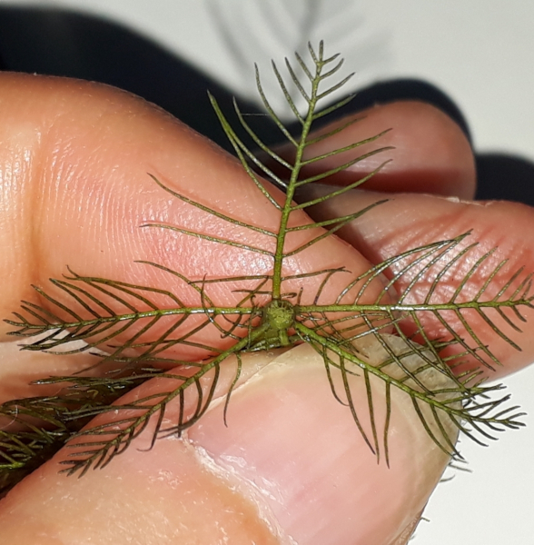 Pflanzenbild gross Verschiedenblättriges Tausendblatt - Myriophyllum heterophyllum