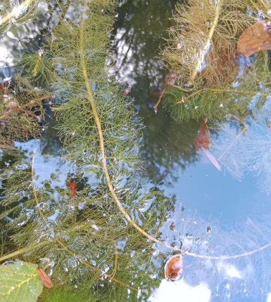 Pflanzenbild gross Verschiedenblättriges Tausendblatt - Myriophyllum heterophyllum