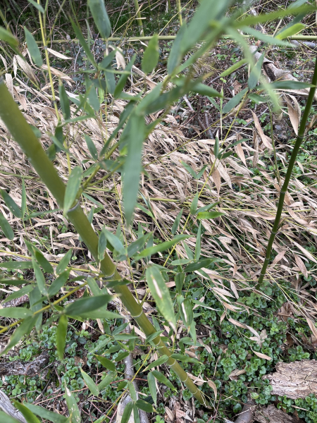 Pflanzenbild gross Gold-Bambus - Phyllostachys aurea