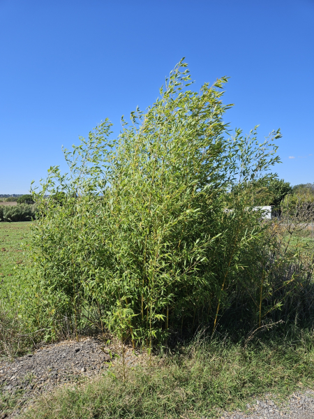 Pflanzenbild gross Gold-Bambus - Phyllostachys aurea