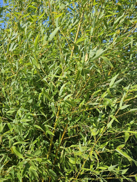 Pflanzenbild gross Gold-Bambus - Phyllostachys aurea