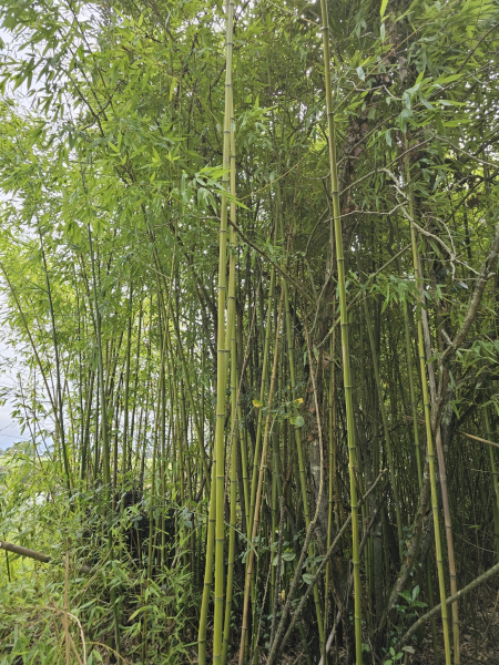 Pflanzenbild gross Gold-Bambus - Phyllostachys aurea