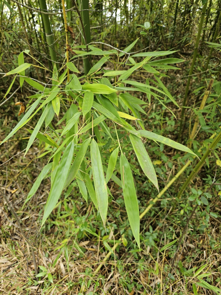 Pflanzenbild gross Gold-Bambus - Phyllostachys aurea