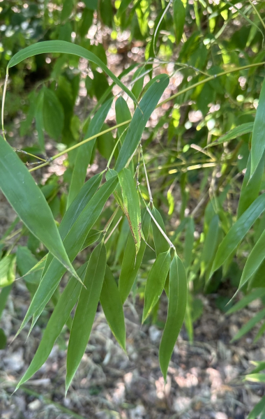 Pflanzenbild gross Japanischer Bambus - Pseudosasa japonica