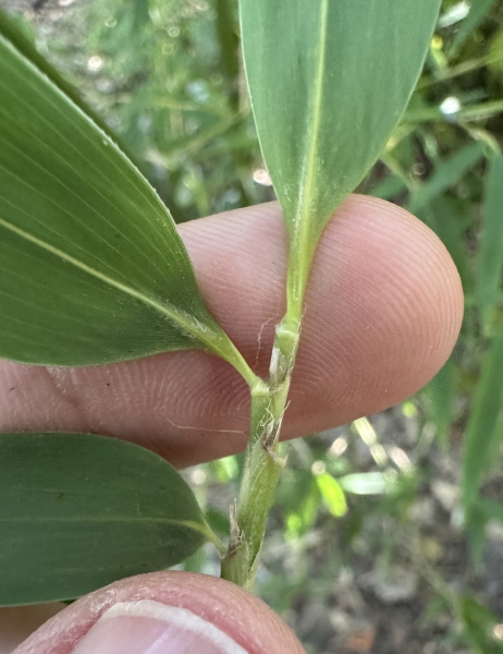 Pflanzenbild gross Japanischer Bambus - Pseudosasa japonica