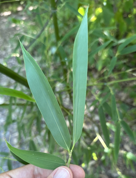 Pflanzenbild gross Japanischer Bambus - Pseudosasa japonica
