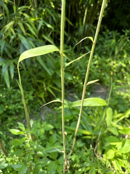 Pflanzenbild gross Japanischer Bambus - Pseudosasa japonica