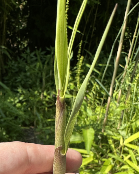 Pflanzenbild gross Japanischer Bambus - Pseudosasa japonica