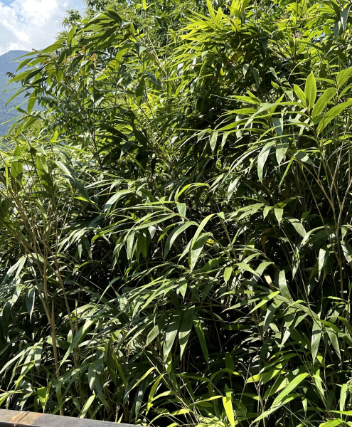 Pflanzenbild gross Japanischer Bambus - Pseudosasa japonica