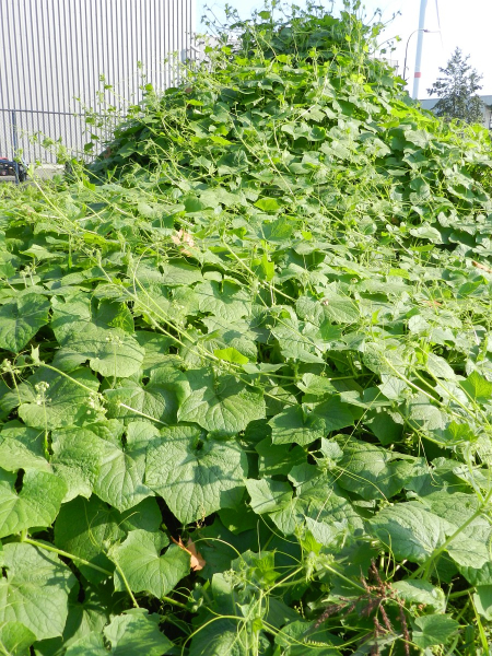 Pflanzenbild gross Haargurke - Sicyos angulatus