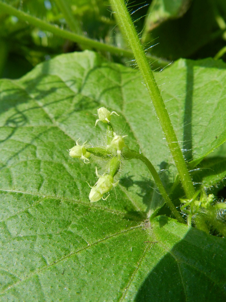 Pflanzenbild gross Haargurke - Sicyos angulatus