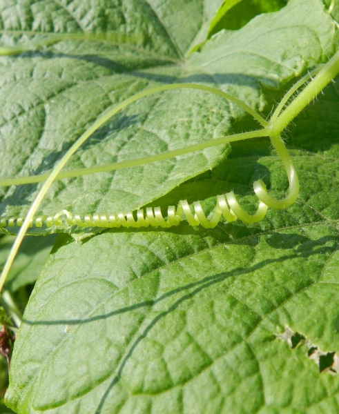 Pflanzenbild gross Haargurke - Sicyos angulatus