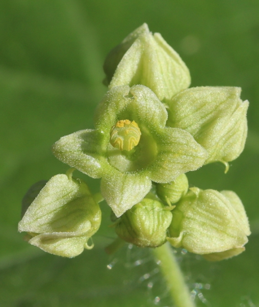 Pflanzenbild gross Haargurke - Sicyos angulatus