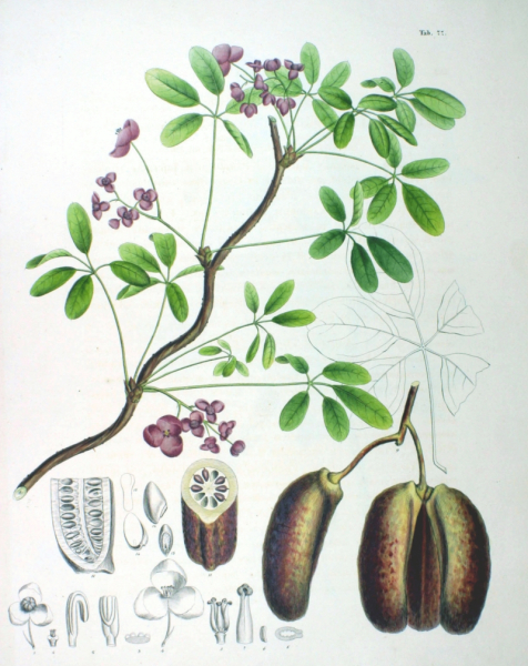 Pflanzenbild gross Fingerblättrige Akebie - Akebia quinata