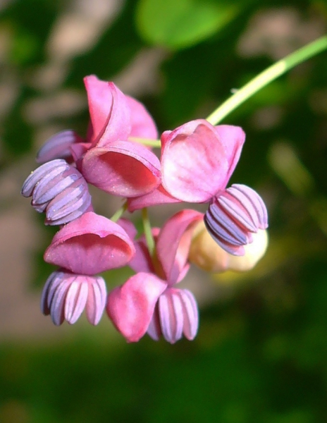 Pflanzenbild gross Fingerblättrige Akebie - Akebia quinata