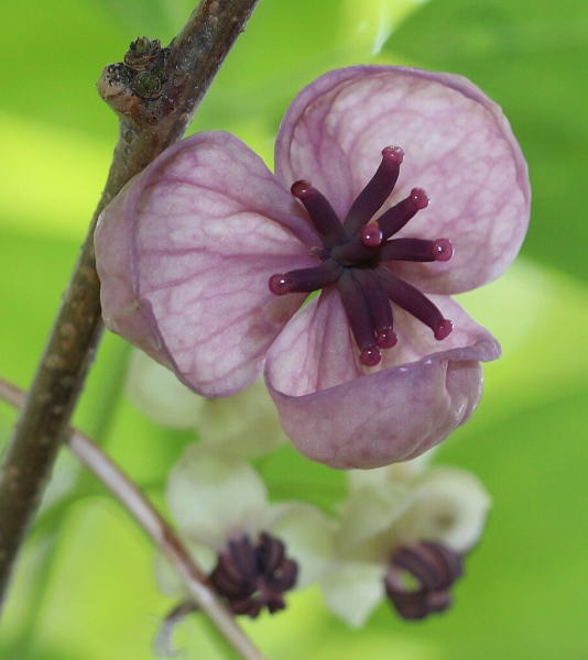 Pflanzenbild gross Fingerblättrige Akebie - Akebia quinata