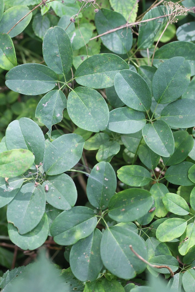 Pflanzenbild gross Fingerblättrige Akebie - Akebia quinata