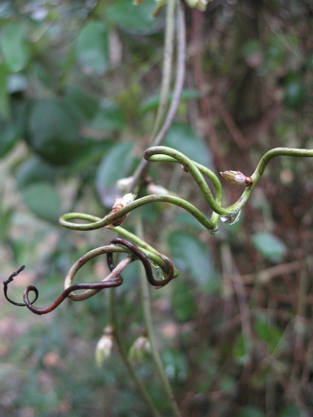 Pflanzenbild gross Fingerblättrige Akebie - Akebia quinata
