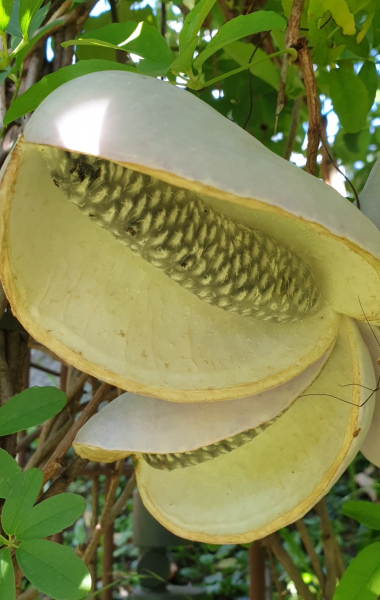 Pflanzenbild gross Fingerblättrige Akebie - Akebia quinata