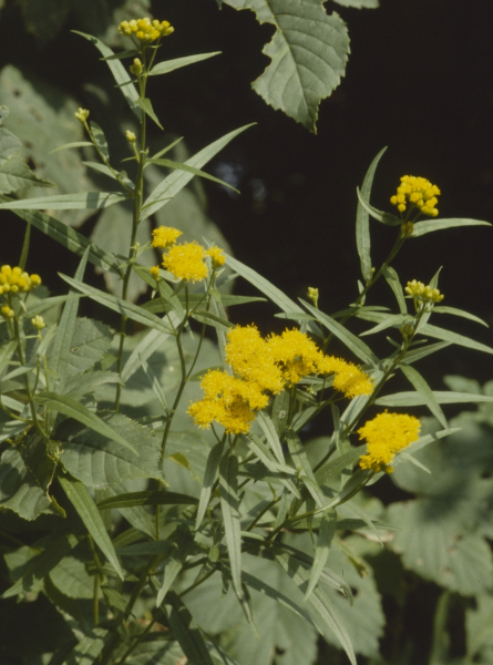 Pflanzenbild gross Grasblättrige Goldrute - Solidago graminifolia