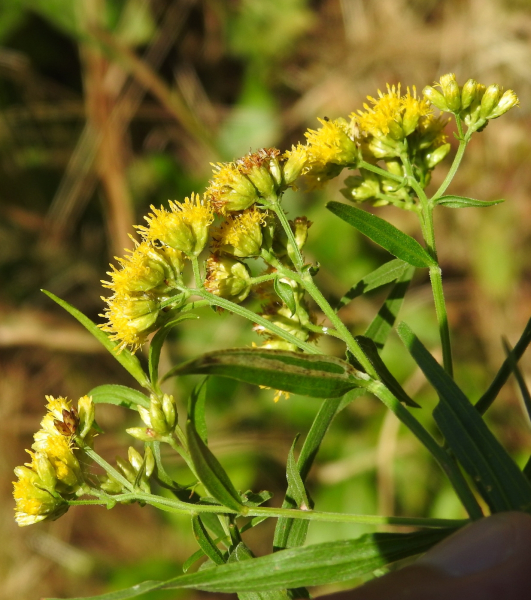 Pflanzenbild gross Grasblättrige Goldrute - Solidago graminifolia