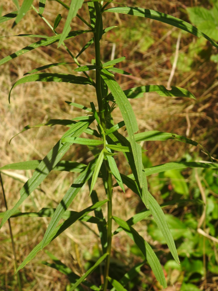 Pflanzenbild gross Grasblättrige Goldrute - Solidago graminifolia