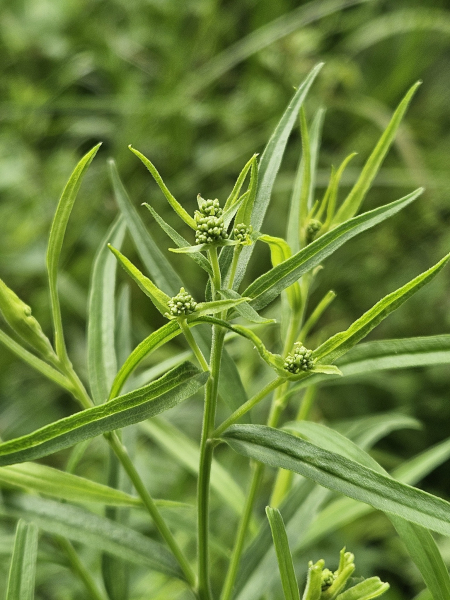 Pflanzenbild gross Grasblättrige Goldrute - Solidago graminifolia