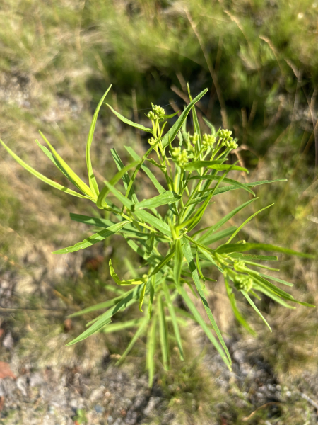 Pflanzenbild gross Grasblättrige Goldrute - Solidago graminifolia