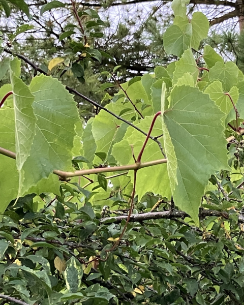 Pflanzenbild gross Ufer-Rebe - Vitis riparia aggr.