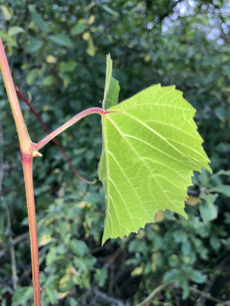 Pflanzenbild gross Ufer-Rebe - Vitis riparia aggr.
