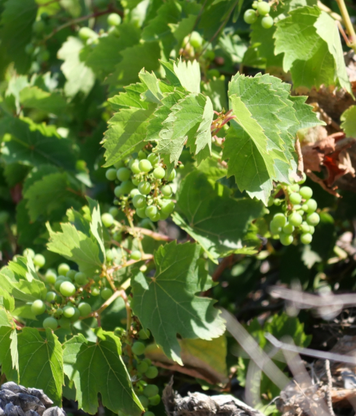 Pflanzenbild gross Ufer-Rebe - Vitis riparia aggr.