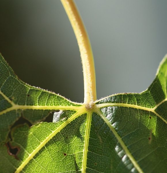 Pflanzenbild gross Ufer-Rebe - Vitis riparia aggr.