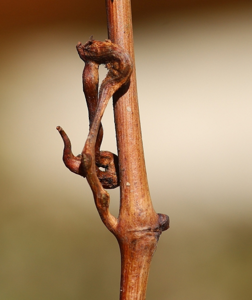 Pflanzenbild gross Ufer-Rebe - Vitis riparia aggr.