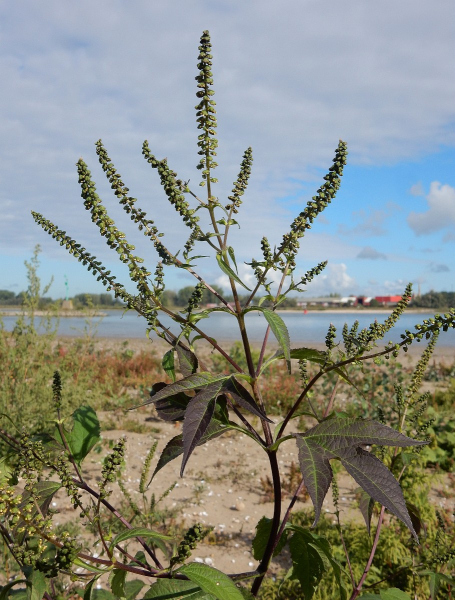 Pflanzenbild gross Dreispaltige Ambrosie - Ambrosia trifida