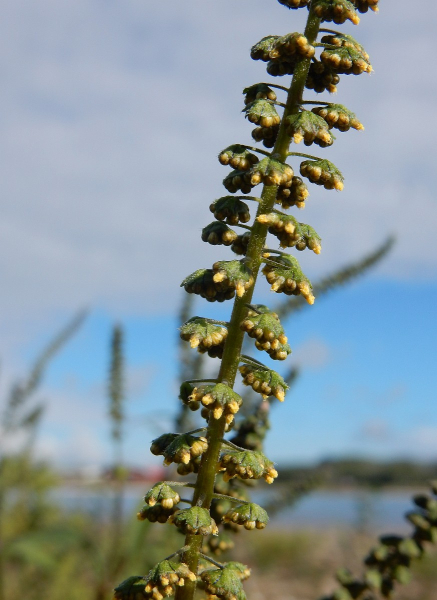 Pflanzenbild gross Dreispaltige Ambrosie - Ambrosia trifida