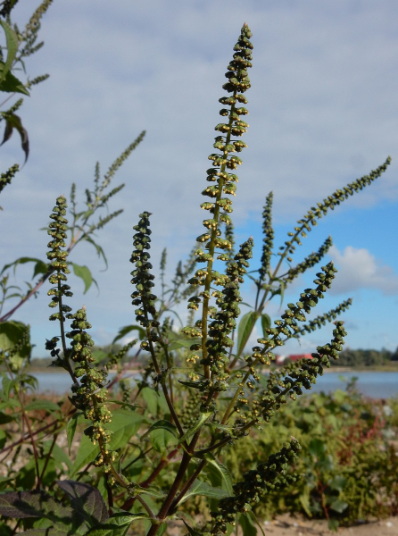 Pflanzenbild gross Dreispaltige Ambrosie - Ambrosia trifida