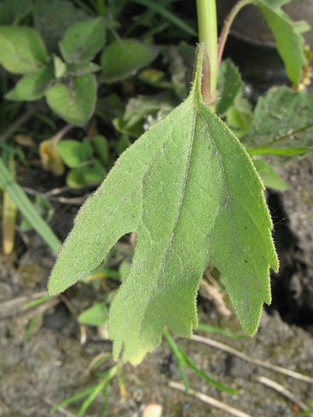 Pflanzenbild gross Dreispaltige Ambrosie - Ambrosia trifida