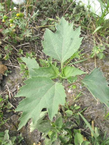 Pflanzenbild gross Dreispaltige Ambrosie - Ambrosia trifida